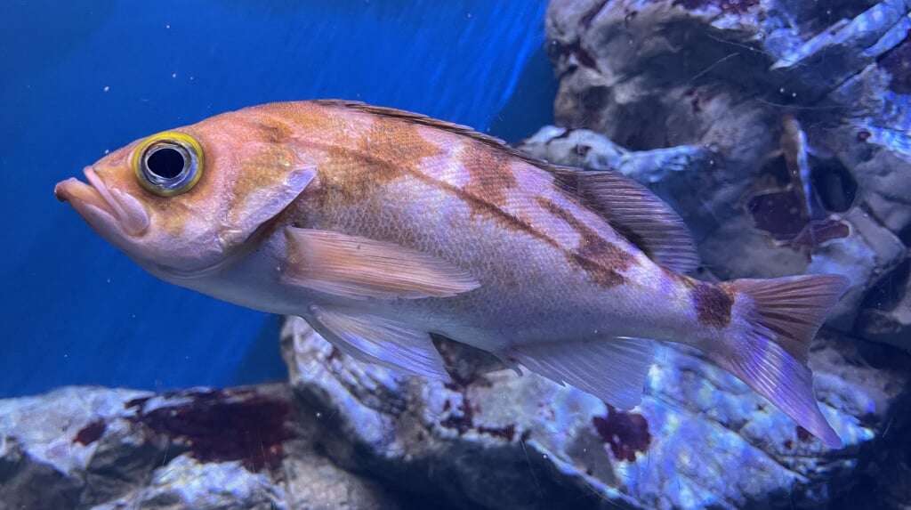 青森県営 浅虫水族館の写真 ©Totti(CC BY-SA 4.0)