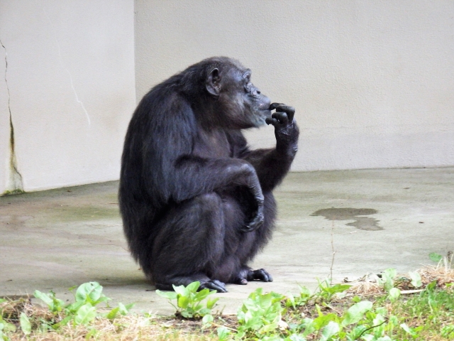秋田市 大森山動物園の写真 