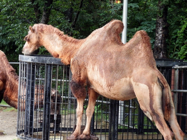 秋田市 大森山動物園の写真 