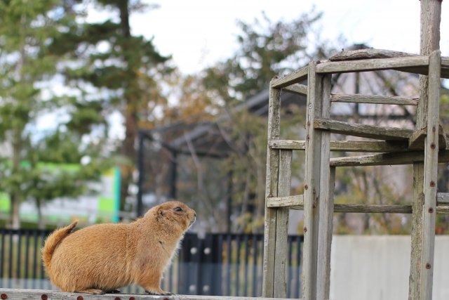 秋田市 大森山動物園の写真 