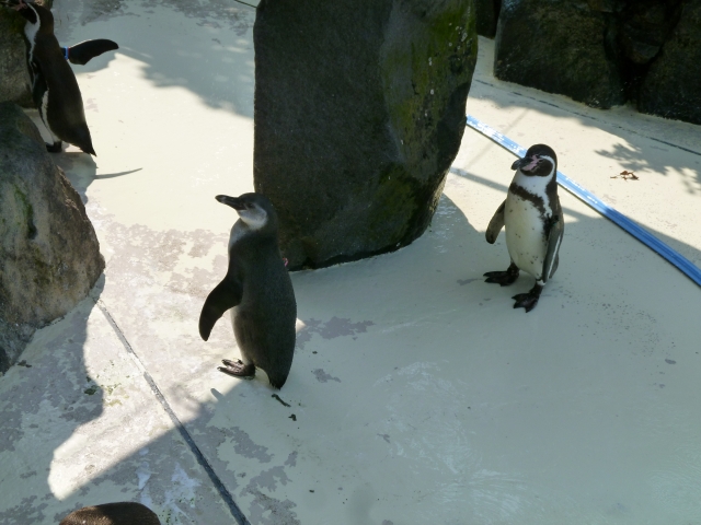 秋田市 大森山動物園の写真 