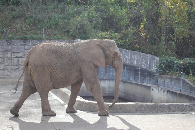 秋田市 大森山動物園の写真 