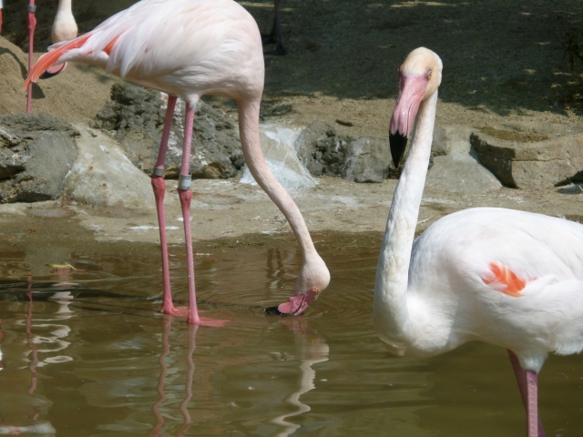 秋田市 大森山動物園の写真 