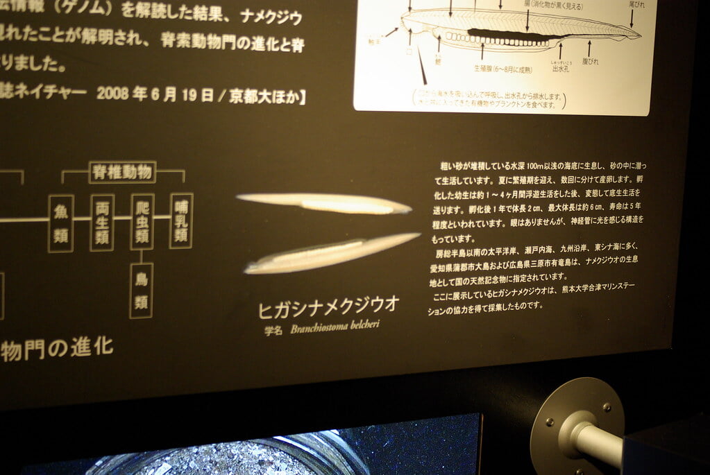 アクアマリンふくしま(ふくしま海洋科学館)の写真 ©june29(CC BY 2.0)