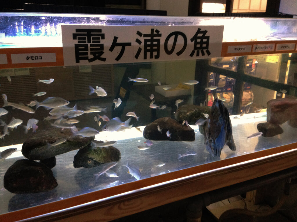 かすみがうら市水族館の写真 ©Strangesnow(CC BY-SA 4.0)