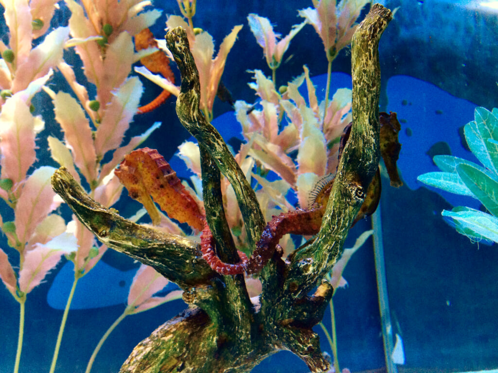 かすみがうら市水族館の写真 ©Strangesnow(CC BY-SA 4.0)