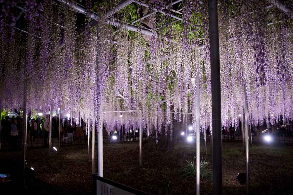 あしかがフラワーパークの写真 ©Σ64(CC BY 3.0)