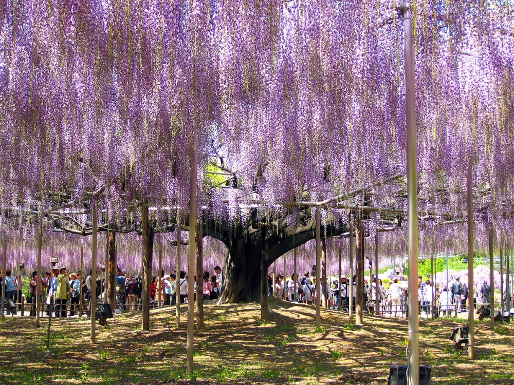 あしかがフラワーパークの写真 ©Hiroaki Kaneko(CC BY-SA 3.0)