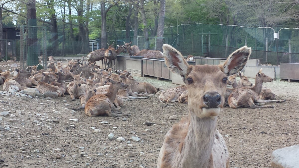 那須サファリパークの写真 