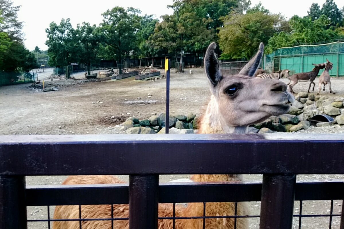 那須サファリパークの写真 