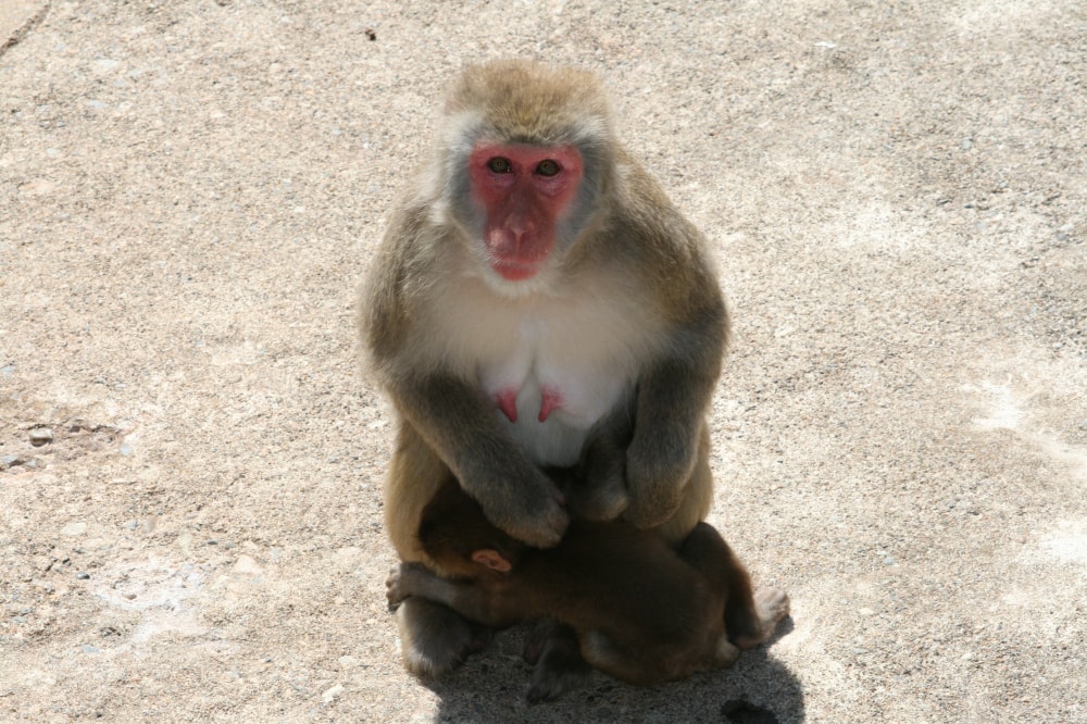 草津熱帯圏の写真 ©bizmac(CC BY 2.0)