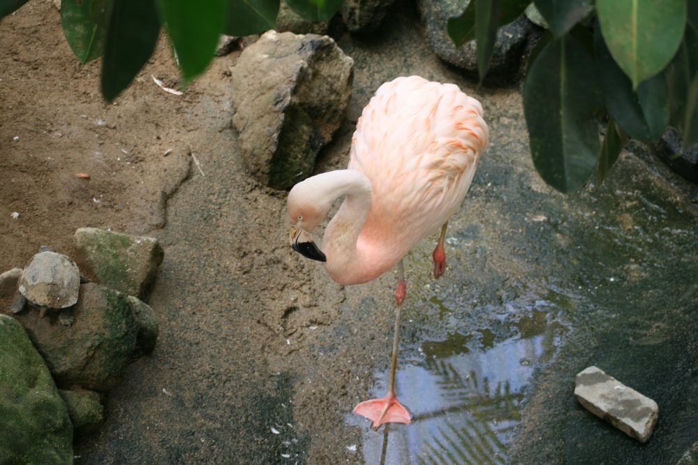 草津熱帯圏の写真 ©bizmac(CC BY 2.0)