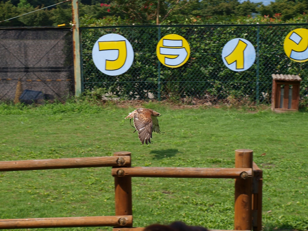 群馬サファリパークの写真 ©shishamo72(CC BY 2.0)