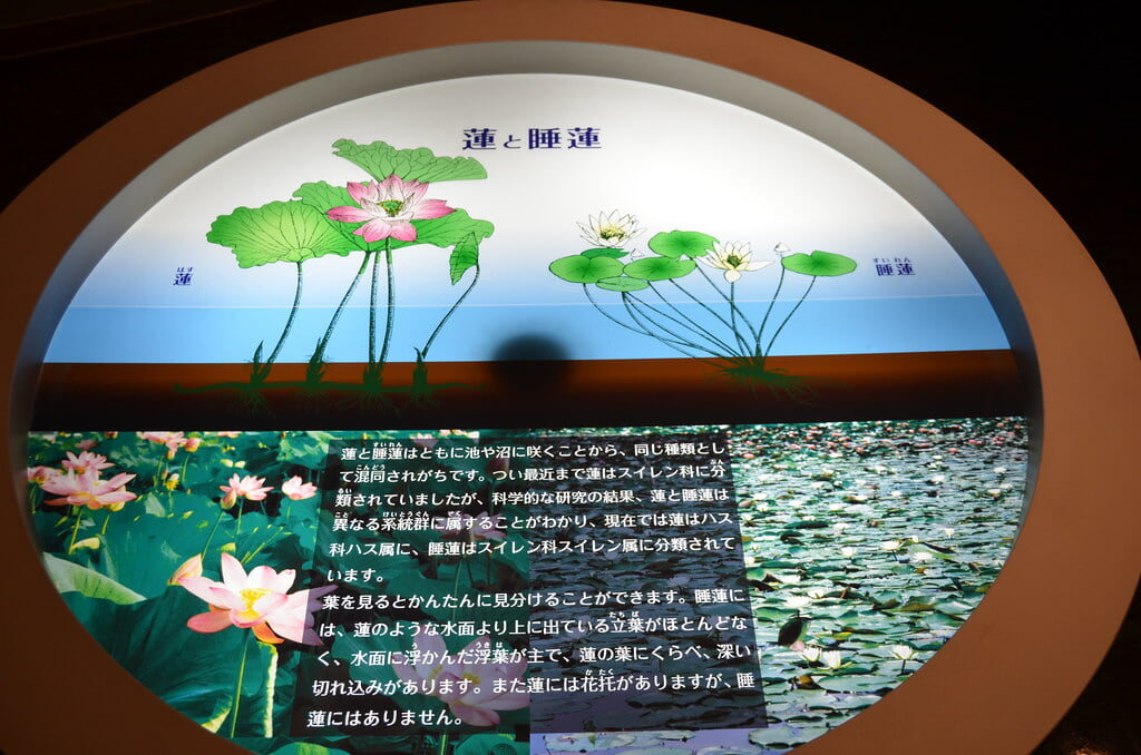 古代蓮会館の写真 ©ColdSleeper(CC BY 2.0)