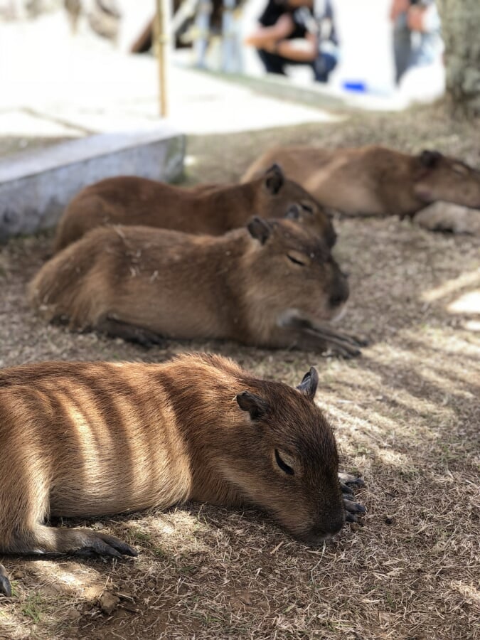 アロハガーデンたてやまの写真 