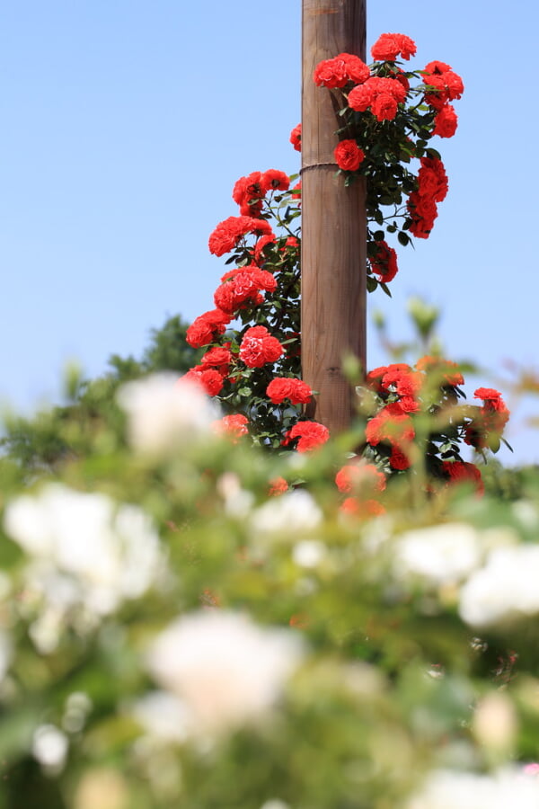 京成バラ園の写真 ©TANAKA Juuyoh (田中十洋)(CC BY 2.0)