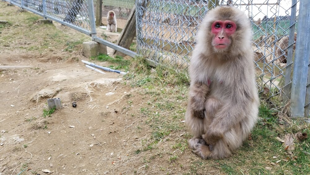 高宕山自然動物園の写真 