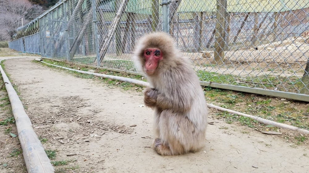 高宕山自然動物園の写真 