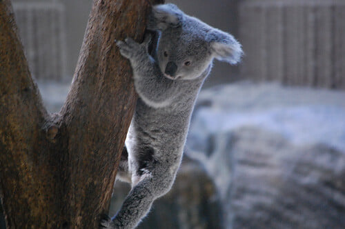 金沢自然公園 金沢動物園の写真 ©abukuzeni.com(CC BY 2.0)