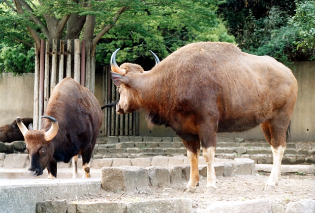 金沢自然公園 金沢動物園の写真 