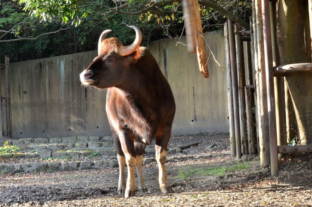 金沢自然公園 金沢動物園の写真 ©tsukunepapa(CC BY 2.0)