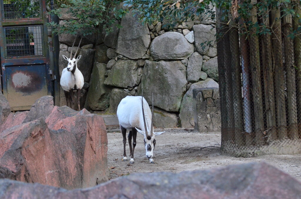 金沢自然公園 金沢動物園の写真 ©tsukunepapa(CC BY 2.0)