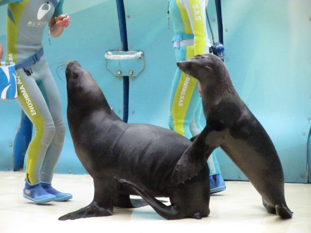 新江ノ島水族館の写真 ©Jony(CC BY-SA 4.0)