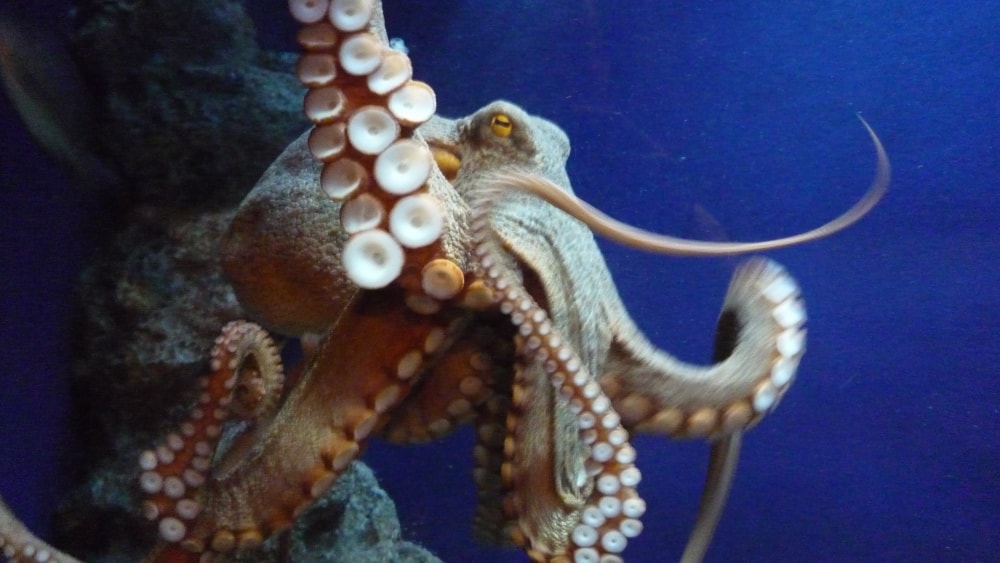 新江ノ島水族館の写真 ©baggio4ever(CC BY 3.0)