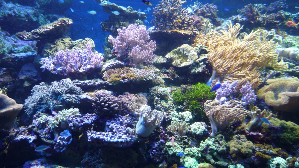 新江ノ島水族館の写真 ©baggio4ever(CC BY 3.0)