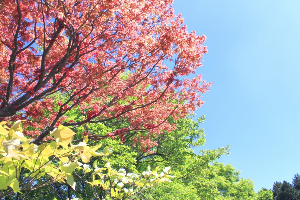 箱根強羅公園の写真 
