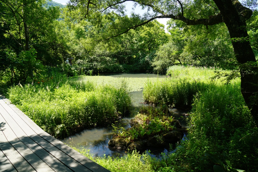 箱根湿生花園の写真 ©663highland(CC-BY-SA-3.0)