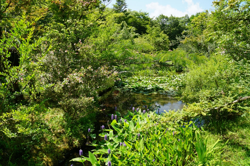 箱根湿生花園の写真 ©663highland(CC-BY-SA-3.0)