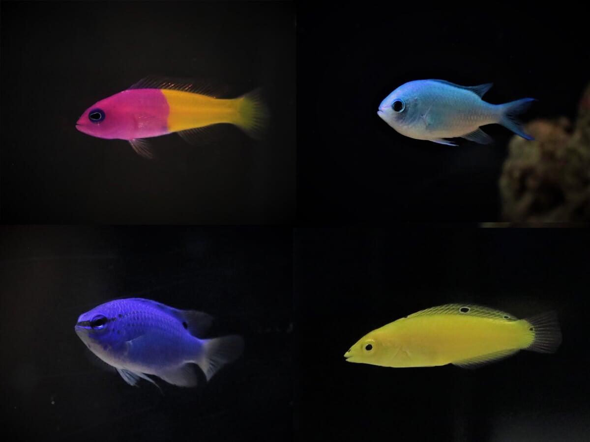 横浜開運水族館 フォーチュンアクアリウム (旧:ヨコハマおもしろ水族館)の写真 