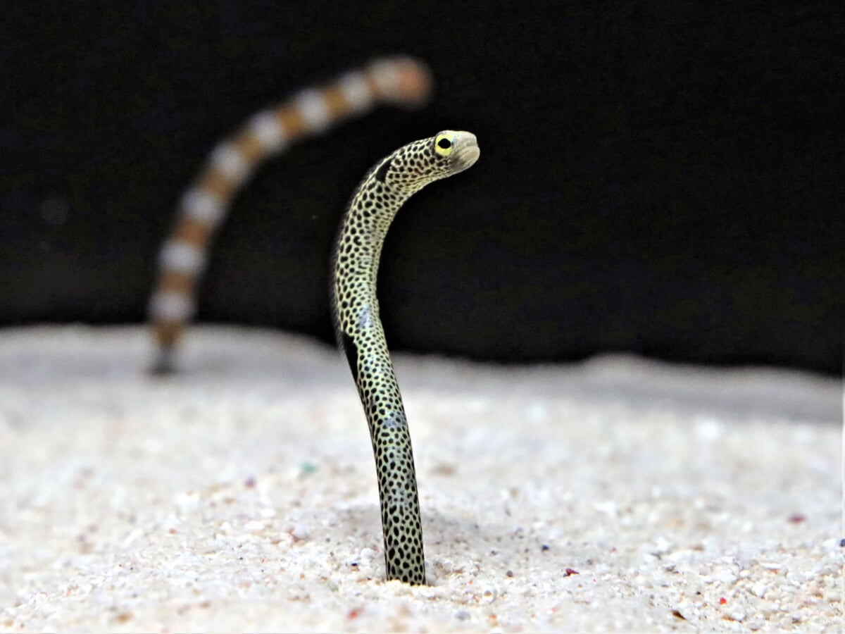 横浜開運水族館 フォーチュンアクアリウム (旧:ヨコハマおもしろ水族館)の写真 