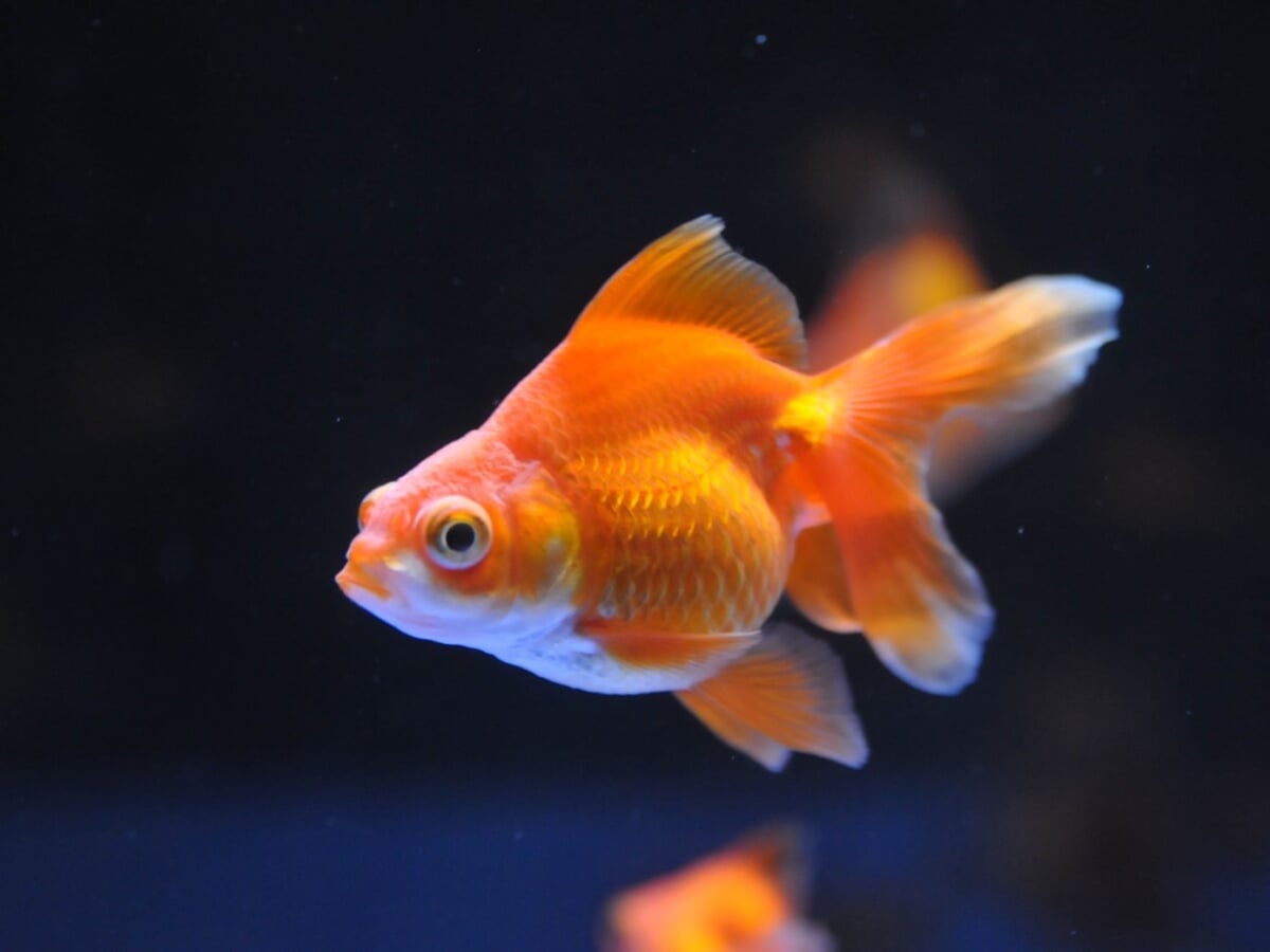 横浜開運水族館 フォーチュンアクアリウム (旧:ヨコハマおもしろ水族館)の写真 