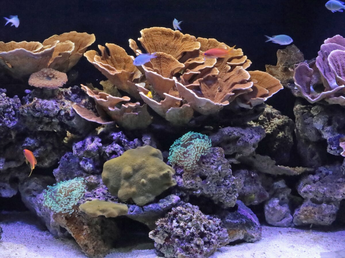 横浜開運水族館 フォーチュンアクアリウム (旧:ヨコハマおもしろ水族館)の写真 
