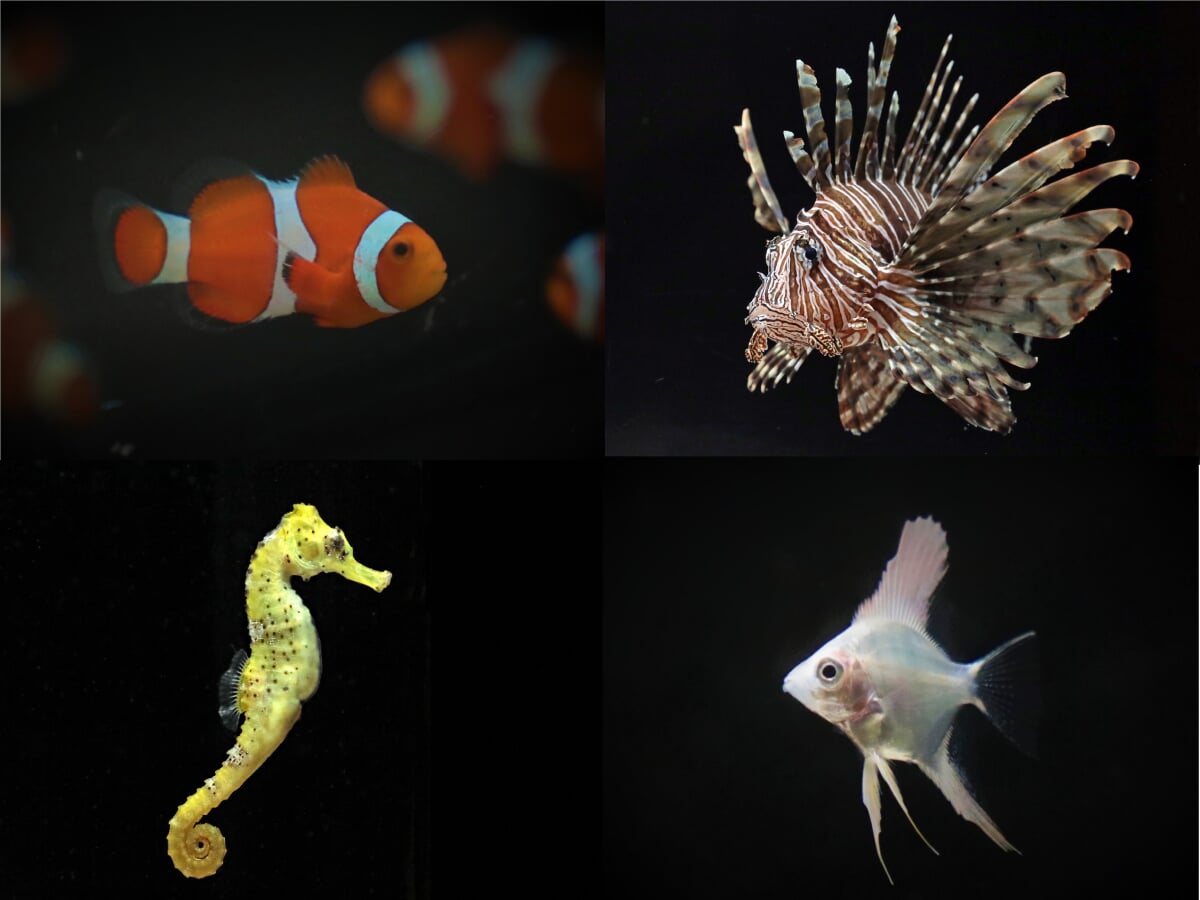 横浜開運水族館 フォーチュンアクアリウム (旧:ヨコハマおもしろ水族館)の写真 