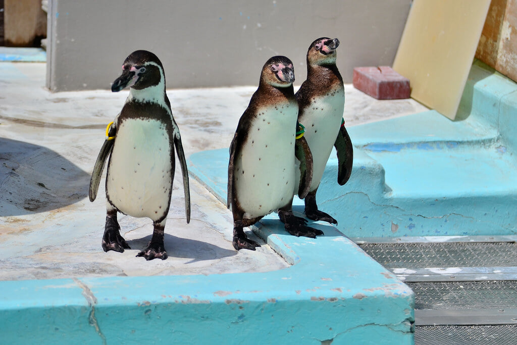 横浜市立 野毛山動物園の写真 ©Dakiny(CC BY 2.0)