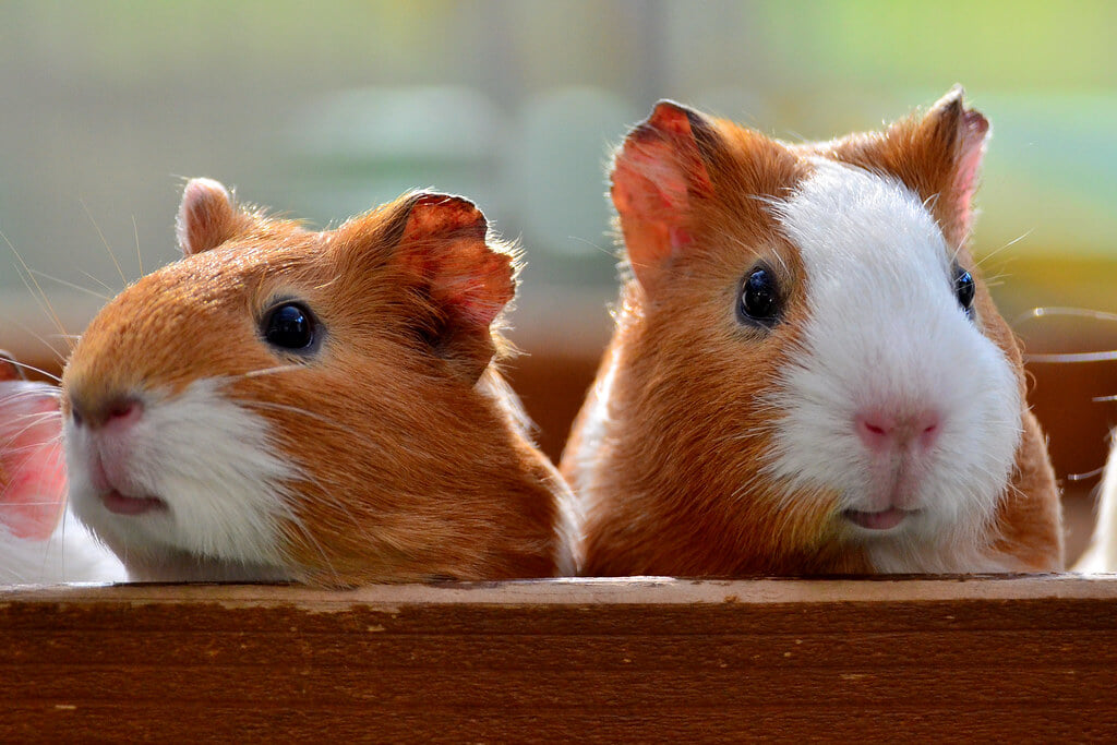 横浜市立 野毛山動物園の写真 ©Dakiny(CC BY 2.0)