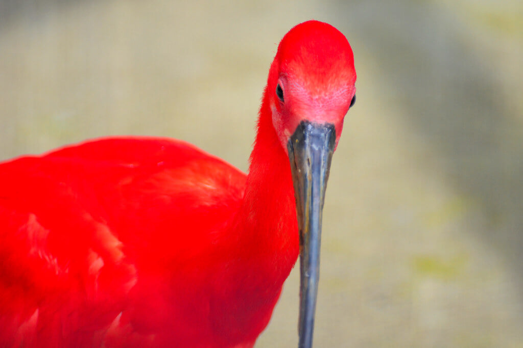 横浜市立 野毛山動物園の写真 ©Dakiny(CC BY 2.0)