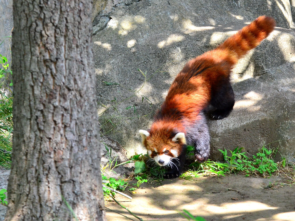 横浜市立 野毛山動物園の写真 ©Dakiny(CC BY 2.0)
