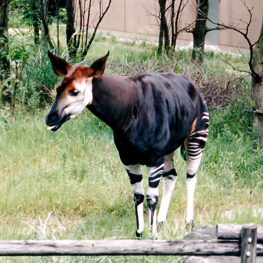 よこはま動物園ズーラシアの写真 ©Keita.Honda(CC BY-SA 4.0)