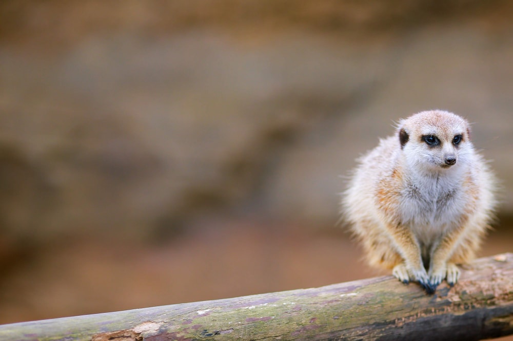 よこはま動物園ズーラシアの写真 ©PaulShunOSAWA(CC BY-SA 4.0)
