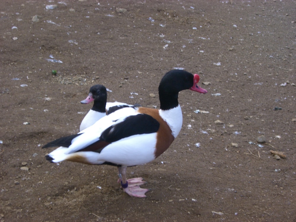 よこはま動物園ズーラシアの写真 ©ゆうき315(CC BY-SA 4.0)