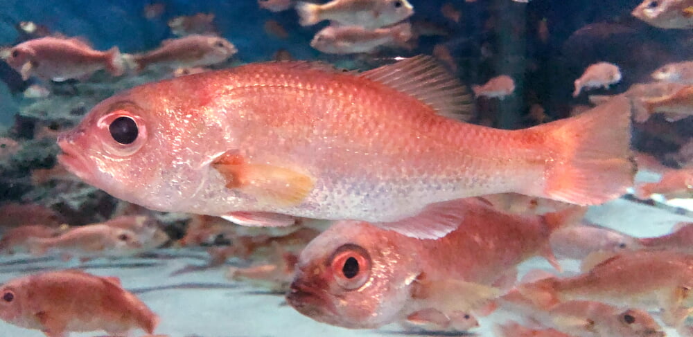 新潟市水族館 マリンピア日本海の写真 ©Totti(CC BY-SA 4.0)