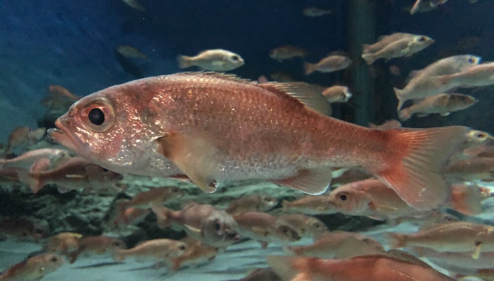 新潟市水族館 マリンピア日本海の写真 ©Totti(CC BY-SA 4.0)