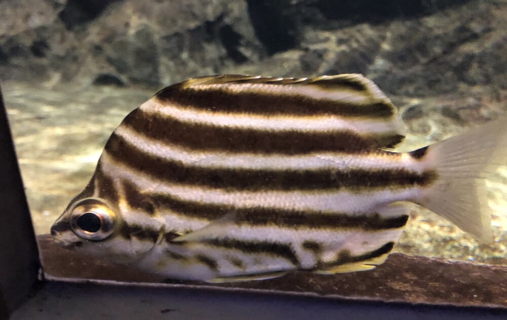 新潟市水族館 マリンピア日本海の写真 ©Totti(CC BY-SA 4.0)