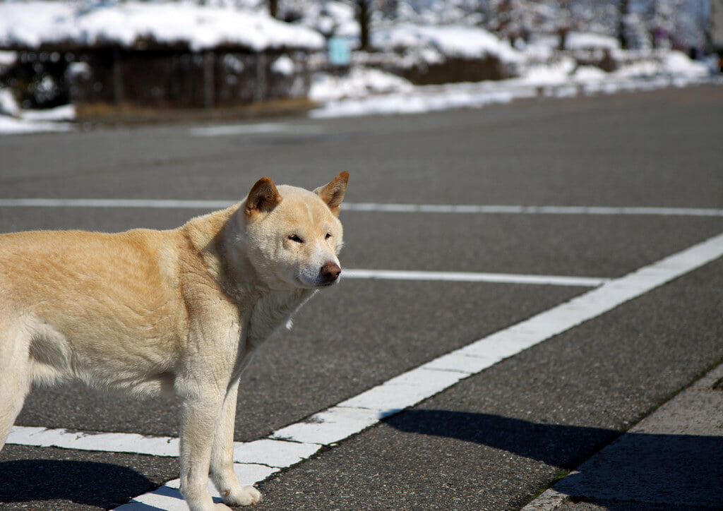 富山県中央植物園の写真 ©tab2_dawa(CC BY 2.0)