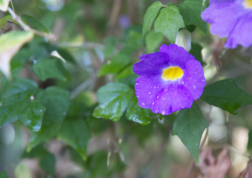 富山県中央植物園の写真 ©tab2_dawa(CC BY 2.0)