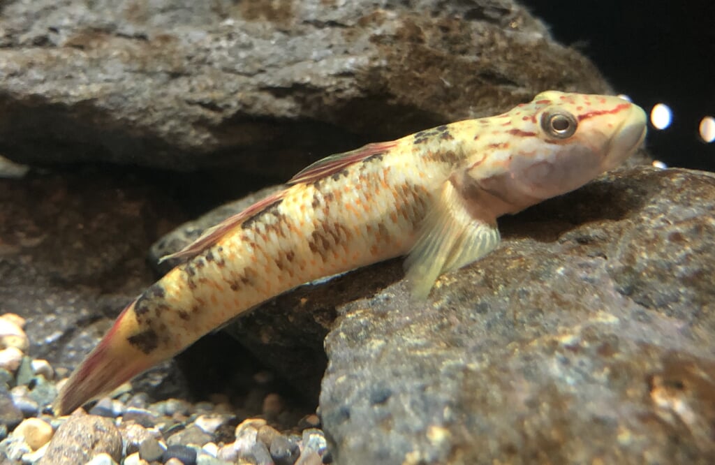 森の中の水族館 富士湧水の里水族館の写真 ©Totti(CC BY-SA 4.0)